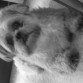 Mi Bonguito